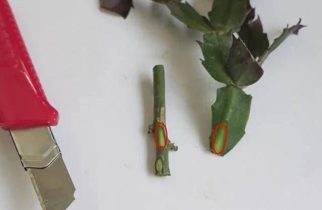  [叶仙]手把手教你，如何用叶仙嫁接蟹爪兰