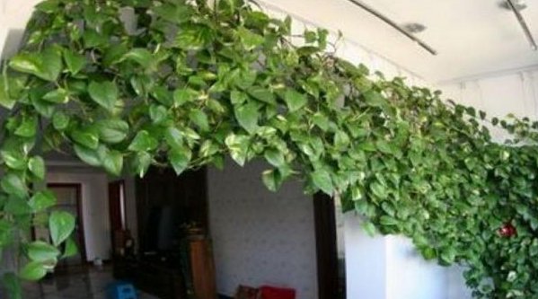  绿萝|养了2年绿萝，没有半点长大的迹象，灌点“这溶液”，疯长不止！