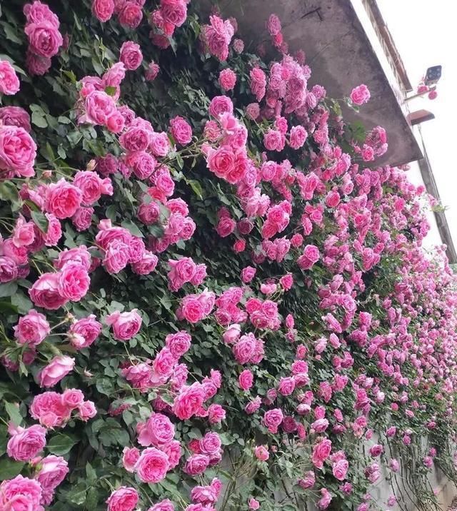  『花期』有院子,一定要养这“7种花”,花量大,花期长,好养又漂亮