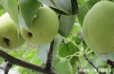 竹子上长出的梨, 1斤上百元, 却遭农民嫌弃, 你吃过吗