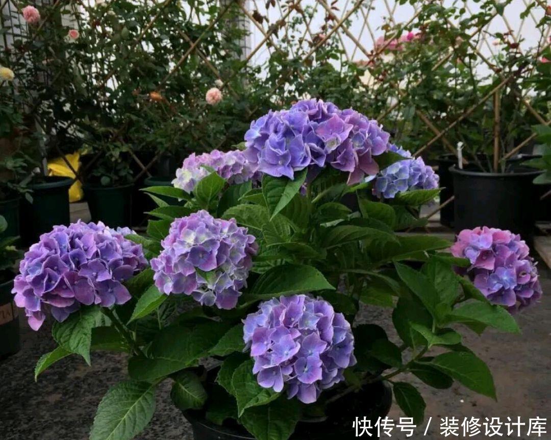 「绣球」绣球花常见的5个黄叶原因,搞懂了,绣球花开花爆盆成老桩