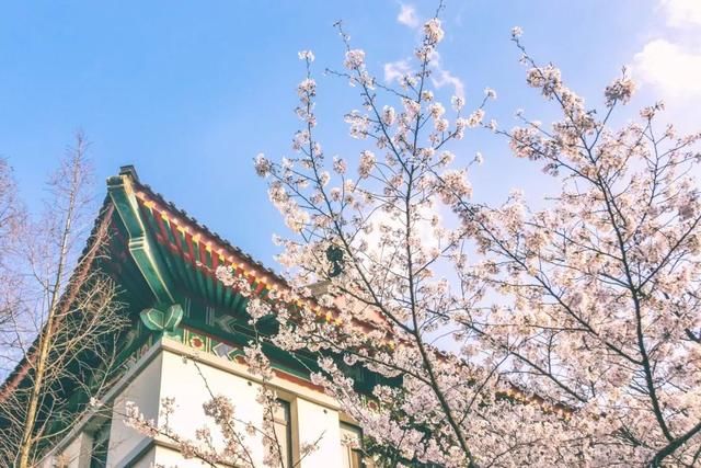 这7个火车高铁直达的赏樱圣地，将撑起整个中国的颜值！