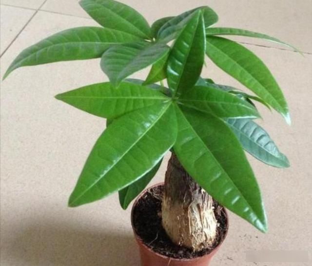  「光照」家里养发财树，不小心犯3种错误，植株易出现黄叶烂根