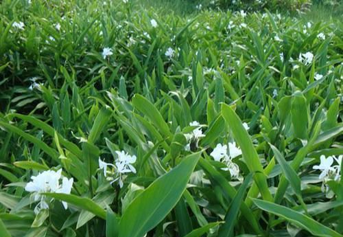  「山地」野姜花喜生于低海拔山地、平野的水岸边，花朵清新素雅，香味芬芳