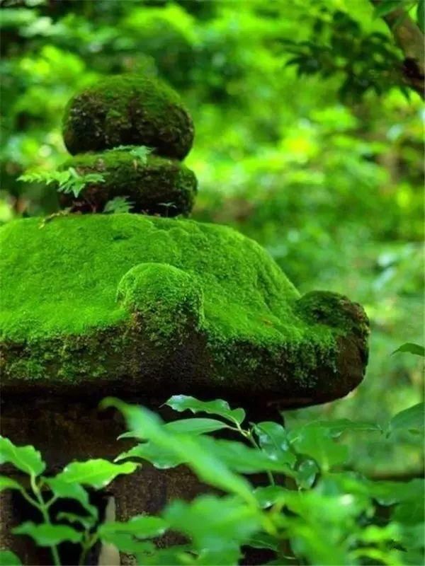 「青苔」一处青苔,美了一个院子
