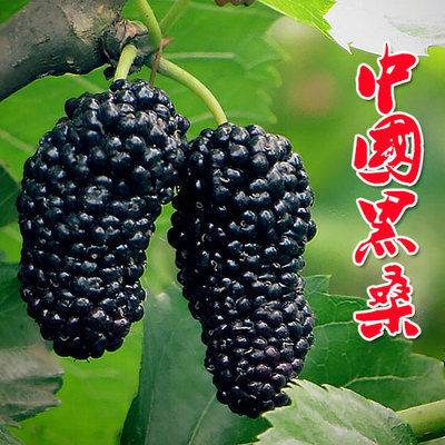  [建议]家里有地别荒芜！建议栽一棵果树，不占地，吃到嘴软