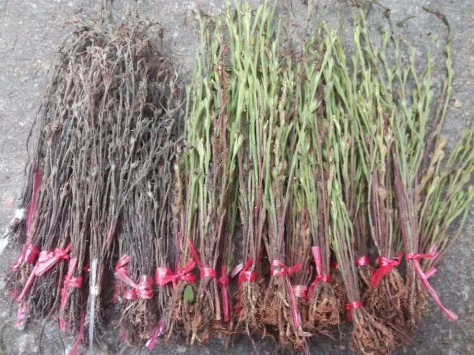  长在农田：一天挖不到1两，见到别错过，它是稀罕的“疳积草”，