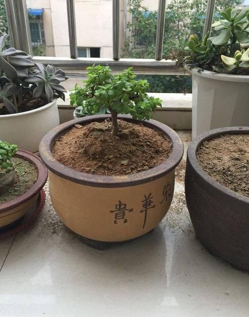  「玉叶一定」金枝玉叶黄叶子，叶子发软，园艺大叔教你4招，叶子坚挺绿油油