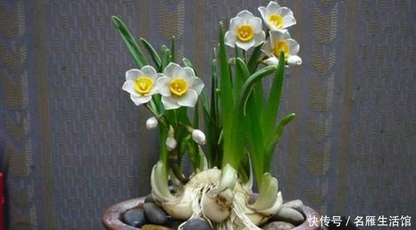  绕道：这几种“有毒”花，千万不要养，看见绕道走，别被外表所迷惑