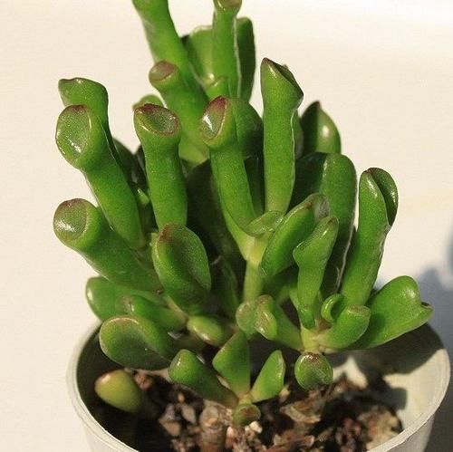  「叶子」观赏价值高又好养的盆栽多肉植物，太阳一晒就变颜色！
