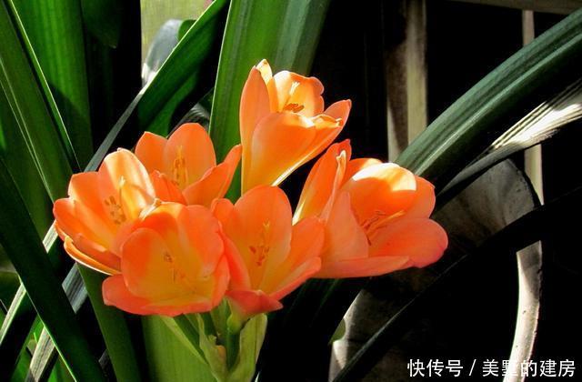  #夹箭#君子兰夹箭不能“惯着来”，学会2个技巧，花朵变成“大花球”