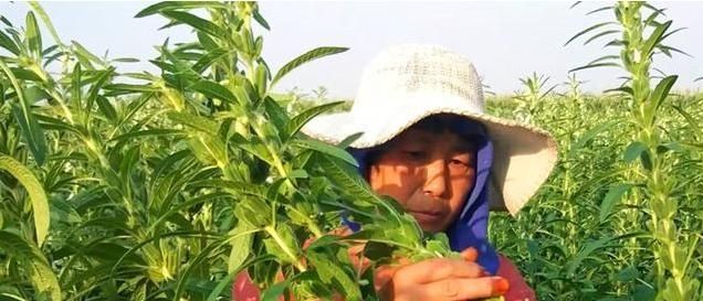  「丢掉」以前叶子直接丢掉，如今15元1斤供不应求，不过很多农民