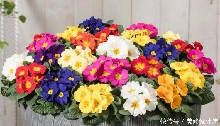 【漂亮】适合新手养护的5种花，粘土就能活，浇水就爆盆，开花漂亮香味浓