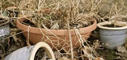  『挂掉』想要避免室内盆栽植物不会挂掉，下面这几点养护秘诀要注意