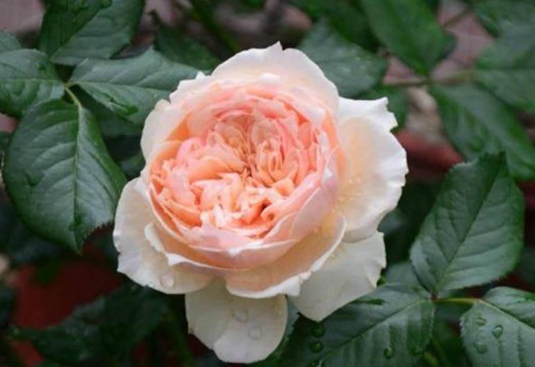  『有花赏』4种花是“开花高手”，开花多，开花长，养2盆“四季”有花赏！