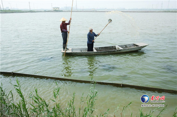 垦利区永安镇大闸蟹标准化养殖促养殖产业提档升级