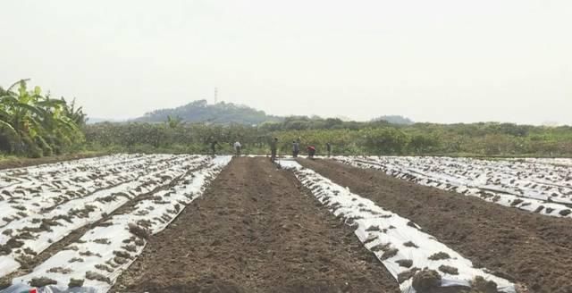  【铁铺镇坎下村】土地流转出效益乡村振兴有活力