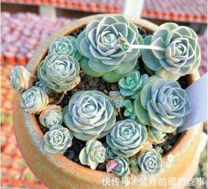  #选择#喜欢养护花卉，就选择5种花卉，花色艳、花期长，开花容易成花海