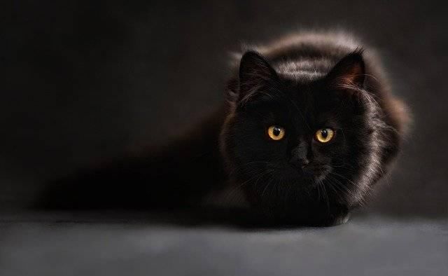  养猫：猫奴不喜欢听的五句话，大多数猫奴感同身受，你同意吗？