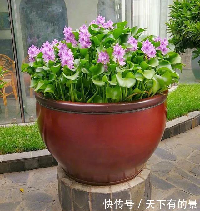 【拿来】30斤的大水缸，拿来养花成宝贝，怪不得都抢着要！