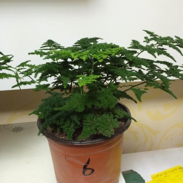  [盆栽]非常受欢迎的盆栽，型如“迎客松”，四季常绿又好养，比文竹好看
