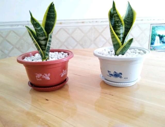  『根部』虎皮兰根部爆出小崽芽怎么度夏？经验一出，养出精品纹身虎皮兰