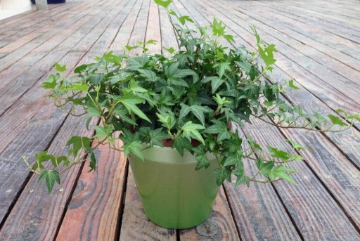  【蕨类植物】3种花，好养易打理，还能杀菌除尘，春季室内养一盆，满屋飘香
