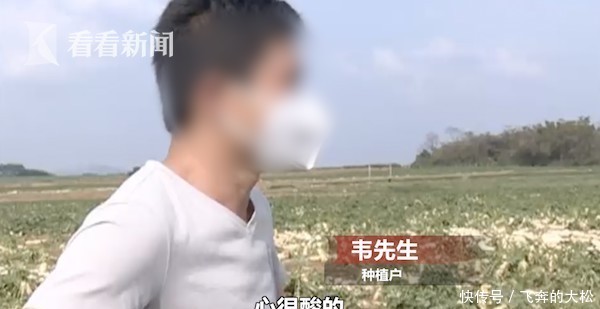 「 拔萝卜」种植户损失20万元,免费?他们听信谣言扎堆拔萝卜