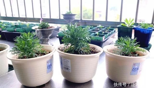  [图片作者]扦插技巧：这6种花现在扦插，丢土里就生根，插多少活多少！