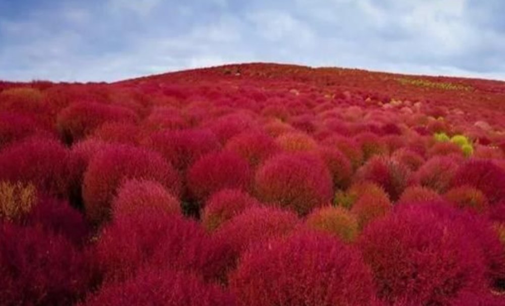  [世界]世界上最委屈的植物，在中国被做成扫把。在日本身价百倍