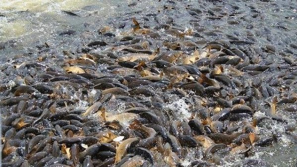  【创造力】原来的入侵物种“水葫芦”，现在都去哪了？中国人太