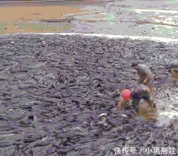 实拍农村几年没干过的池塘抽完水后, 密密麻麻全是鱼村民用麻袋装