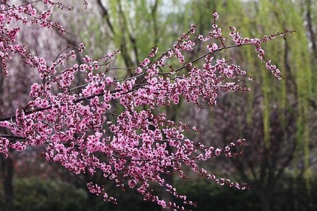 三月春暖花开,又到了寻花问柳的季节!