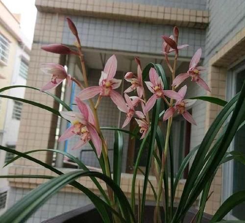  【喜欢养兰】养几盆兰花，收少许花瓣，泡几杯兰花茶，生活就该这么简单