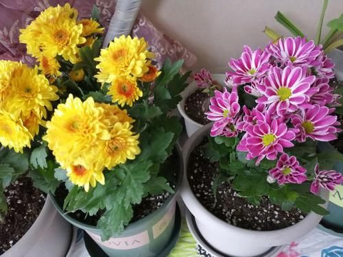 『朱荷』喜欢菊花,就养盆“珍品名菊”太液朱荷,花色艳丽,稳重大气!
