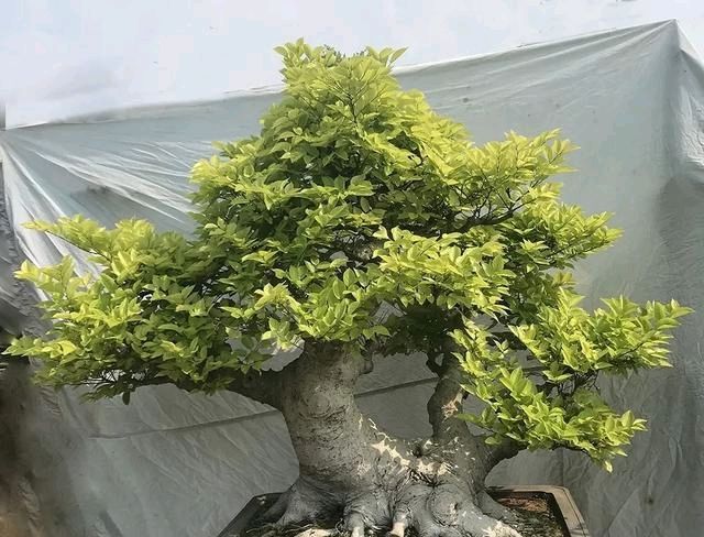  『朱立明』欣赏朱立明的盆景，学会体贴！