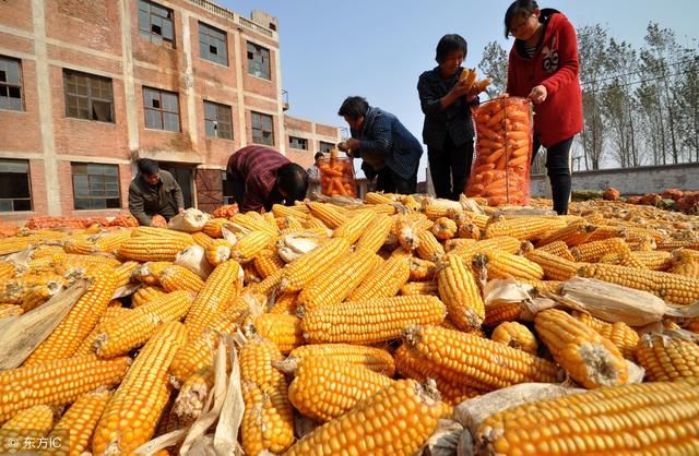 今日粮食价格：开学季能否抬高大豆、玉米、小麦以及大米的价格？