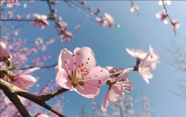  [玉兰花]三月风暖，赴一场花的邀约