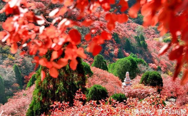 晚秋石门坊红叶，片片黄栌等你等流年