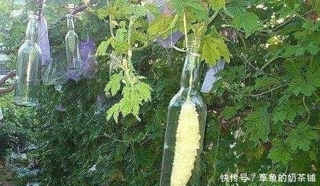  『苦瓜』农村大妈种苦瓜,结果后不摘却用瓶子套上,几天后顾客上门来买！