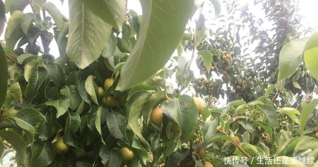 每斤一元，亩产达1万斤，农民种植它年赚4-5万元