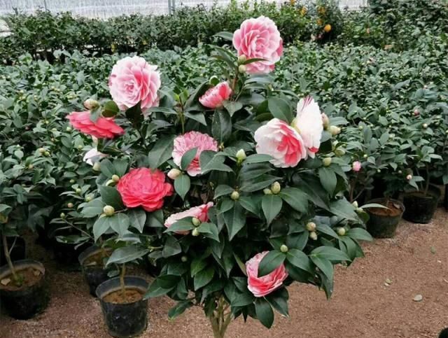  #嫁接#给茶花动动“手术”，让它开出多个颜色花来！