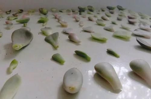  「摘点」花儿还在买？摘点叶片“摆一摆”，收获50盆，买花钱省了！
