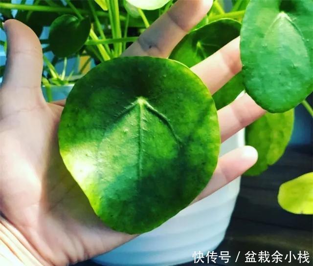  『路边』爆红的镜面草，中国没人要的路边花，国外竟然抢着种，可流行了