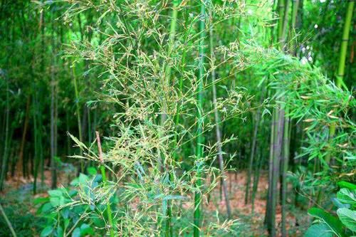 为什么老一辈人常说：竹子开花，马上搬家？真有那么可怕吗？