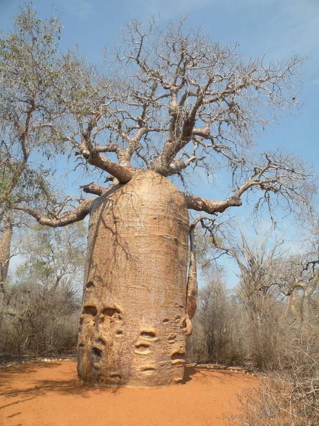 沙漠中的“全能”树：果实枝叶能治胃癌，树干能储2吨水还能住人