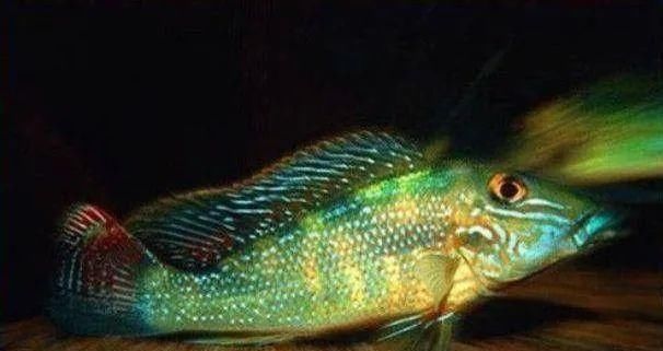  #水族市场上#美洲慈鲷之美，您细品