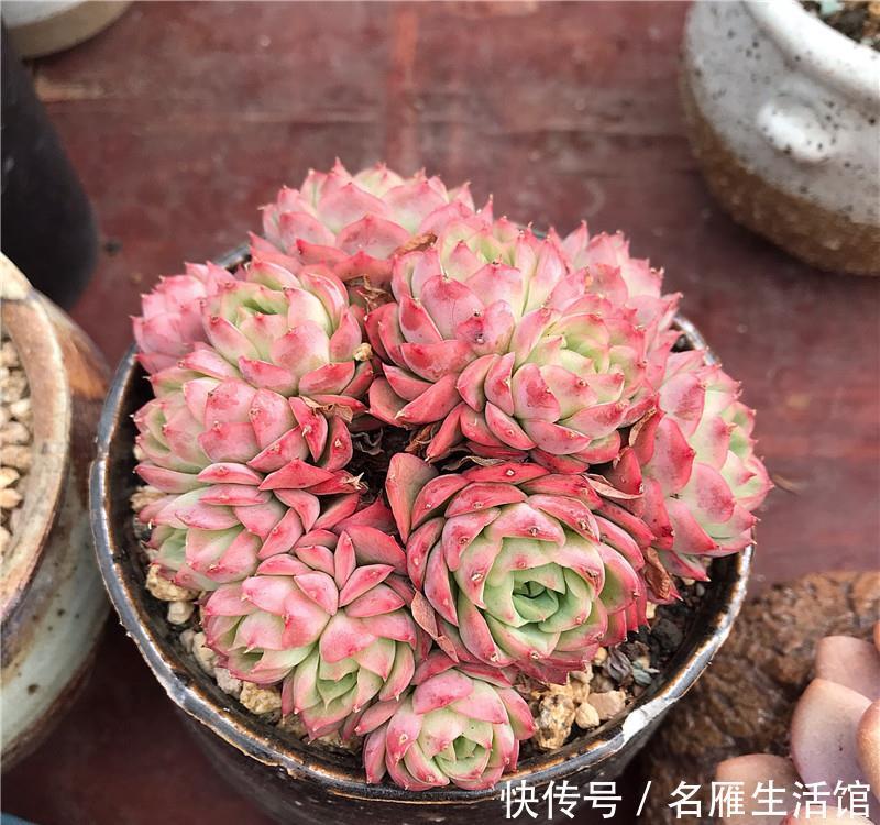  [喷水]多肉养护：“喷水”是绝招，养出“极品红”多肉，春节红红火火！