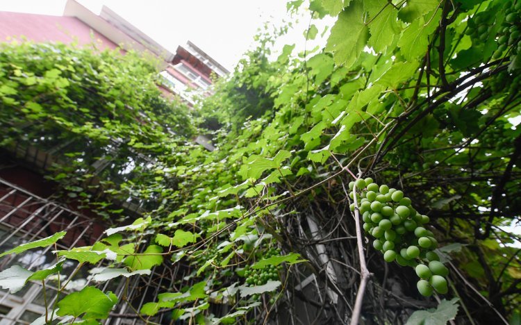 老奶奶二十五年前栽下葡萄，如今爬满五层楼，物业却说要剪掉