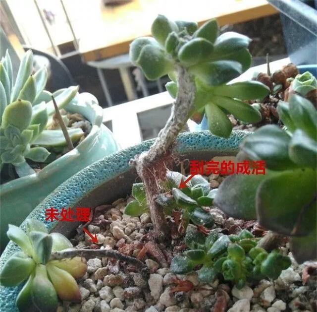  「图片作者」黑腐病，多肉界的癌症，早期可治疗，中期得截肢，晚期说拜拜